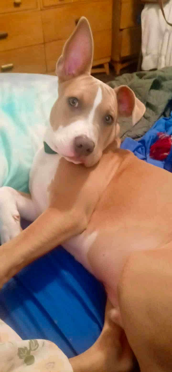 Dexter Aka. Dex