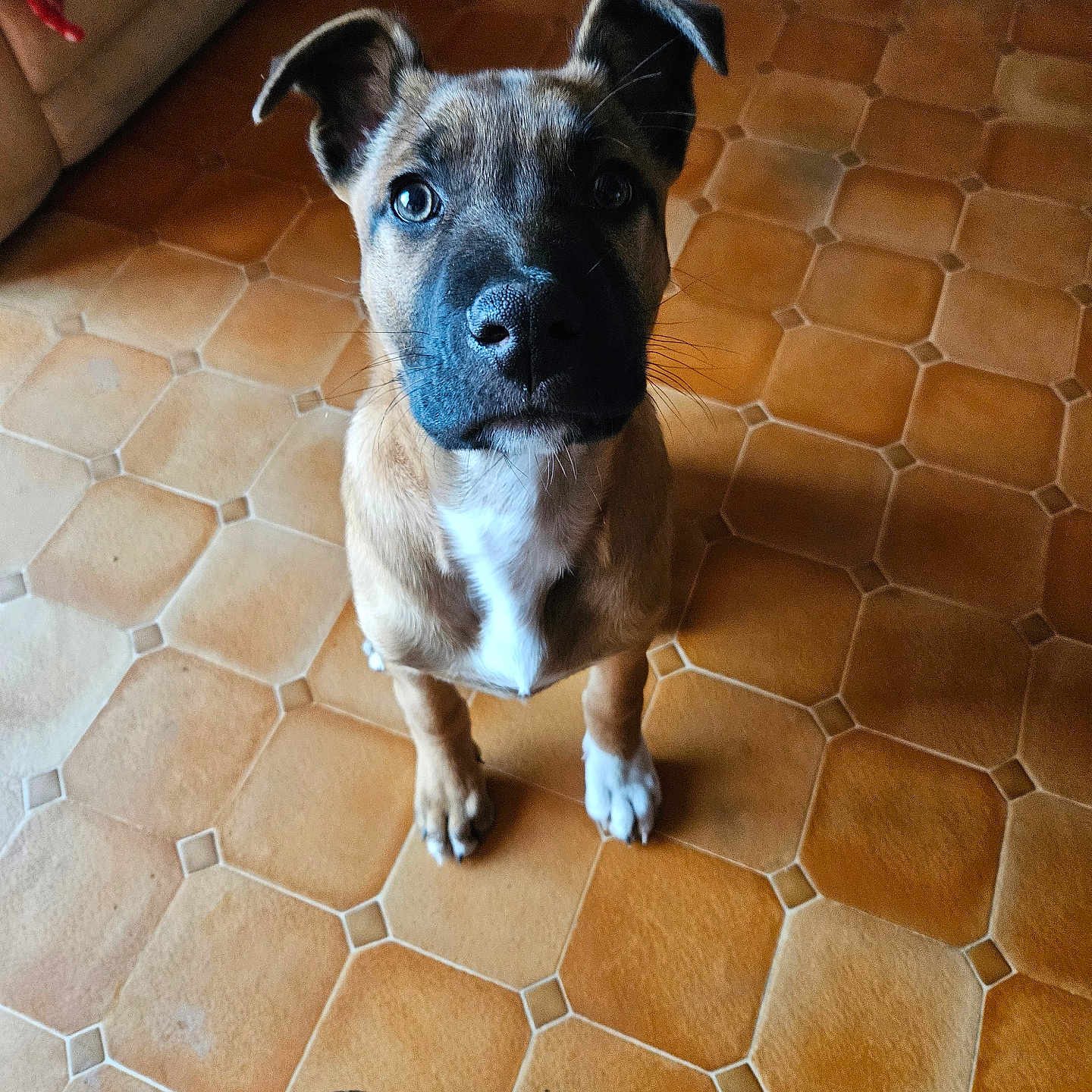 Arès participe au concours pour gagner de l'argent avec cette photo : animal, brown, canine, close_up, companion, curious, cute, dog, ears_up, floor, indoor, looking_up, pet, portrait, puppy, shoe, sitting, tile_floor, white_paw, young_dog