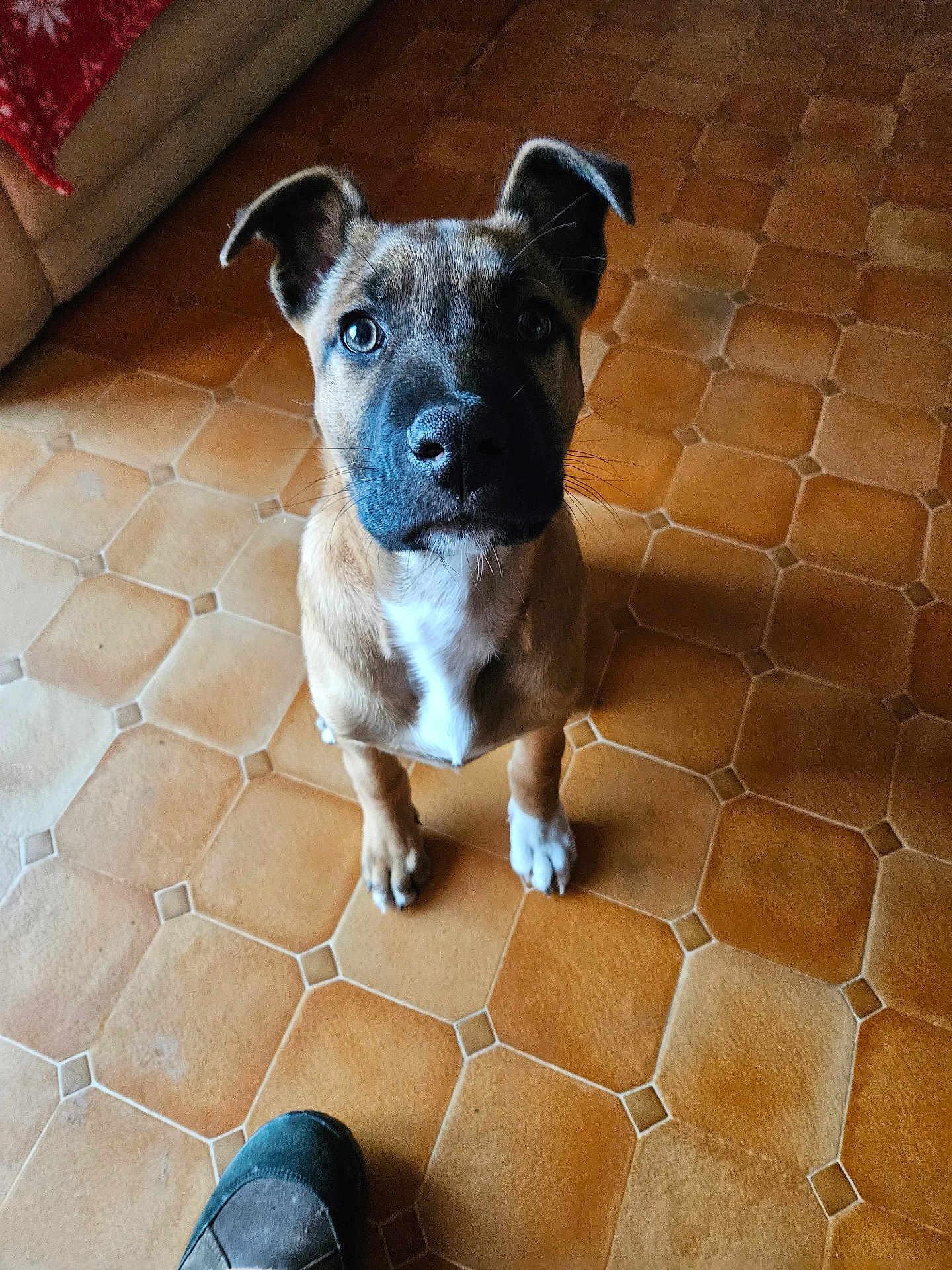Arès participe au concours pour gagner de l'argent avec cette photo : puppy, dog, indoor, floor, tile_floor, brown, white_paw, curious, pet, canine, sitting, looking_up, shoe, close_up, young_dog, ears_up, animal, companion, cute, portrait