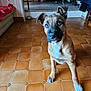 puppy, dog, indoor, floor, tile_floor, brown, white_paw, curious, pet, canine, young_dog, looking_up, head_tilt, ears_up, home, furniture, chair, blanket, coat, flooring