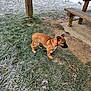 Arès participe au concours pour gagner de l'argent avec cette photo : puppy, dog, brown_dog, collar, outdoor, grass, frost, wooden_table, bench, nature, winter, cold, animal, pet, young_dog, curious, daylight, ground, park, exploration