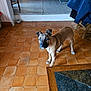 Arès a rejoint le concours — aidez-le/la à gagner de superbes lots ! puppy, dog, indoor, floor, tile_floor, brown_dog, furniture, table, chair, toy, household, pet, young_dog, curious, standing, domestic, room, background, blurred, home