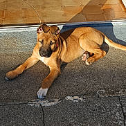 Arès a rejoint le concours — aidez-le/la à gagner de superbes lots ! puppy, dog, brown_dog, outdoor, sunlight, concrete, tile_floor, pet, animal, relaxed, ears_up, young_dog, laying_down, paws, shadow, daylight, curious, canine, domestic_animal, resting