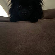 Oreo is registered to the contest to win money with this photo: animal, black_dog, closeup, couch, cozy, curious, cute, dog, eyes, face, fluffy, fur, furniture, home, indoor, looking, nose, pet, resting, shadow