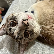 Alfie is registered to the contest to win money with this photo: cat, close_up, whiskers, bedspread, pattern, curious, pet, animal, feline, indoor, fur, face, lying_down, eyes, cute, domestic_animal, relaxed, soft, nose, ears