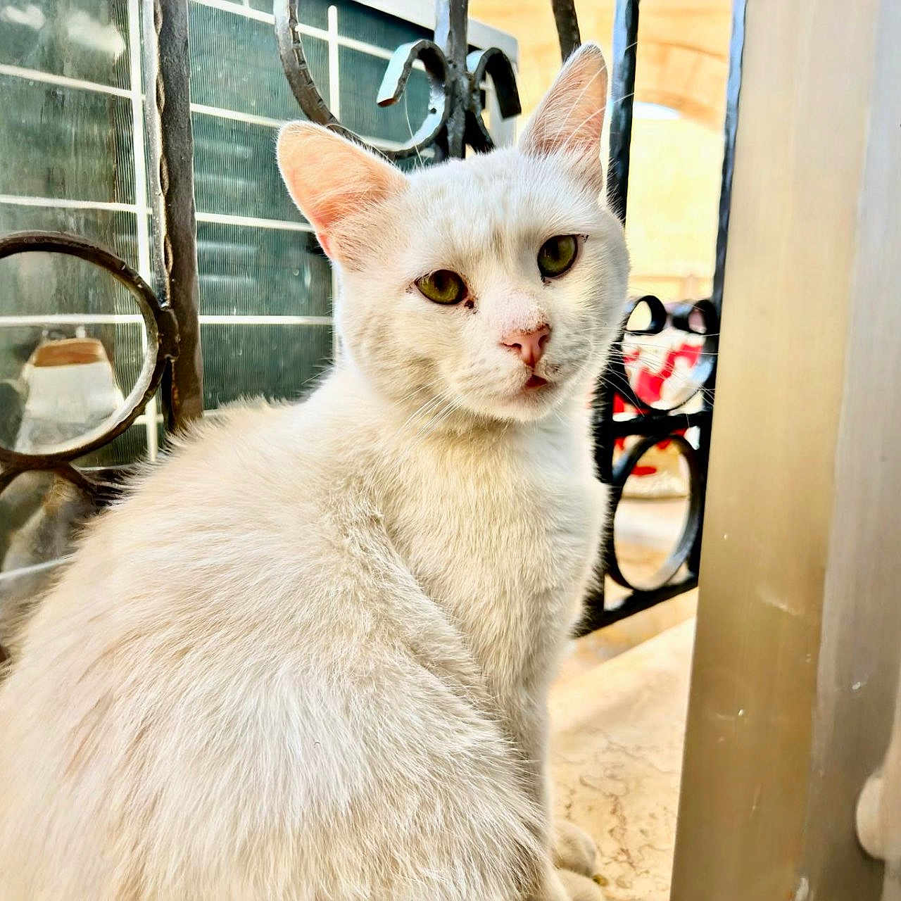 Moochie is registered to the contest to win money with this photo: animal, cat, close_up, curious, daylight, domestic_cat, ears, face, feline, fur, indoor, iron_bars, ledges, looking, pet, portrait, sitting, whiskers, white_cat, window