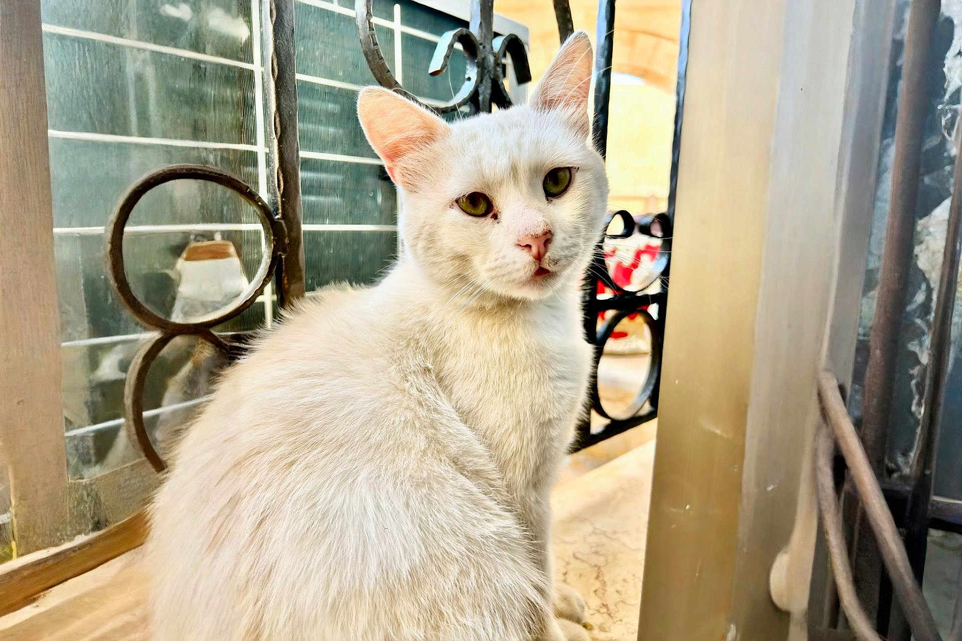 Moochie is registered to the contest to win money with this photo: animal, cat, close_up, curious, daylight, domestic_cat, ears, face, feline, fur, indoor, iron_bars, ledges, looking, pet, portrait, sitting, whiskers, white_cat, window