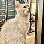 cat, white_cat, fluffy, pet, animal, sitting, outdoor, fence, wrought_iron, close_up, side_view, whiskers, ears, fur, window, natural_light, curious, domestic_cat, portrait, quiet