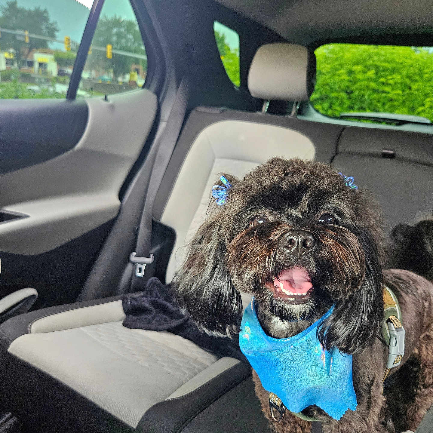 Princeton joined the competition — help win amazing prizes! affenpinscher, animal, canine, car, car_interior, carseat, cushion, dog, homedecor, light, machine, monkey, person, pet, puppy, spoke, terrier, trafficlight, transportation, vehicle