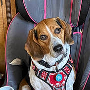 Binger is registered to the contest to win money with this photo: animal, beagle, brown_and_white, canine, car_seat, close_up, curious, cute, dog, domestic_animal, ears, graco, harness, indoor, nose, pet, resting, sitting, tag, tail