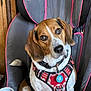 animal, beagle, brown_and_white, canine, car_seat, close_up, curious, cute, dog, domestic_animal, ears, graco, harness, indoor, nose, pet, resting, sitting, tag, tail