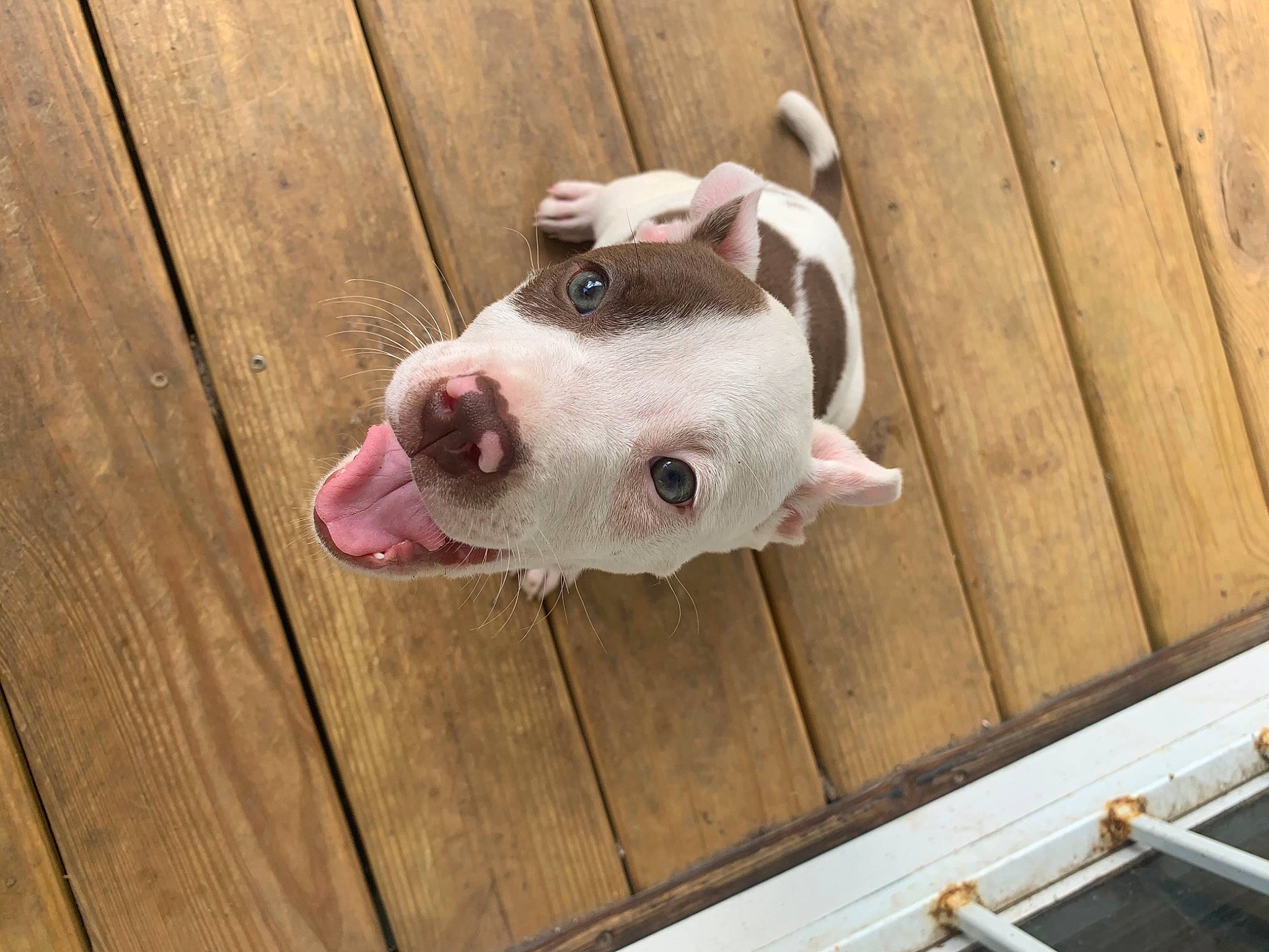 Athena is registered to the contest to win money with this photo: american_bulldog, american_pit_bull_terrier, american_staffordshire_terrier, bull_and_terrier, canidae, carnivore, dog, dog_breed, dogo_argentino, ear, fawn, mammal, non_sporting_group, nose, pit_bull, puppy, snout, vertebrate