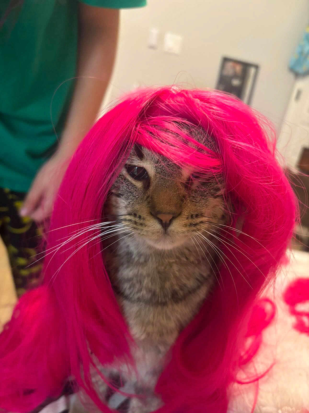 Mamas is registered to the contest to win money with this photo: cat, tabby_cat, pink_wig, pet, animal, indoor, person, pajama_pants, batman_pattern, fur, whiskers, face, hair, costume, bedroom, furniture, home, cute, funny, portrait