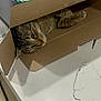 Mamas is registered to the contest to win money with this photo: cat, tabby_cat, cardboard_box, kitchen, countertop, indoor, pet, animal, feline, curious, relaxed, pixel_art, box, brown, striped, whiskers, paw, cozy, peek, home