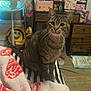 Mamas joined the competition — help win amazing prizes! cat, tabby, striped, towel, bed, fan, room, furniture, toy, decorations, mirror, personal_items, floor, wooden_floor, drawer, sitting, indoor, pet, curious, cozy