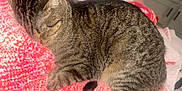 Mamas joined the competition — help win amazing prizes! cat, tabby, sleeping, cozy, blanket, indoor, feline, pet, fur, tail, comfort, resting, cute, domestic_animal, animal, soft, striped, paw, relaxation, warm