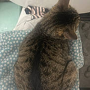 Mamas joined the competition — help win amazing prizes! cat, tabby, animal, pet, feline, fur, sleeping, blanket, pattern, blue, cozy, resting, indoor, soft, cute, domestic, curled_up, relaxed, whiskers, ear