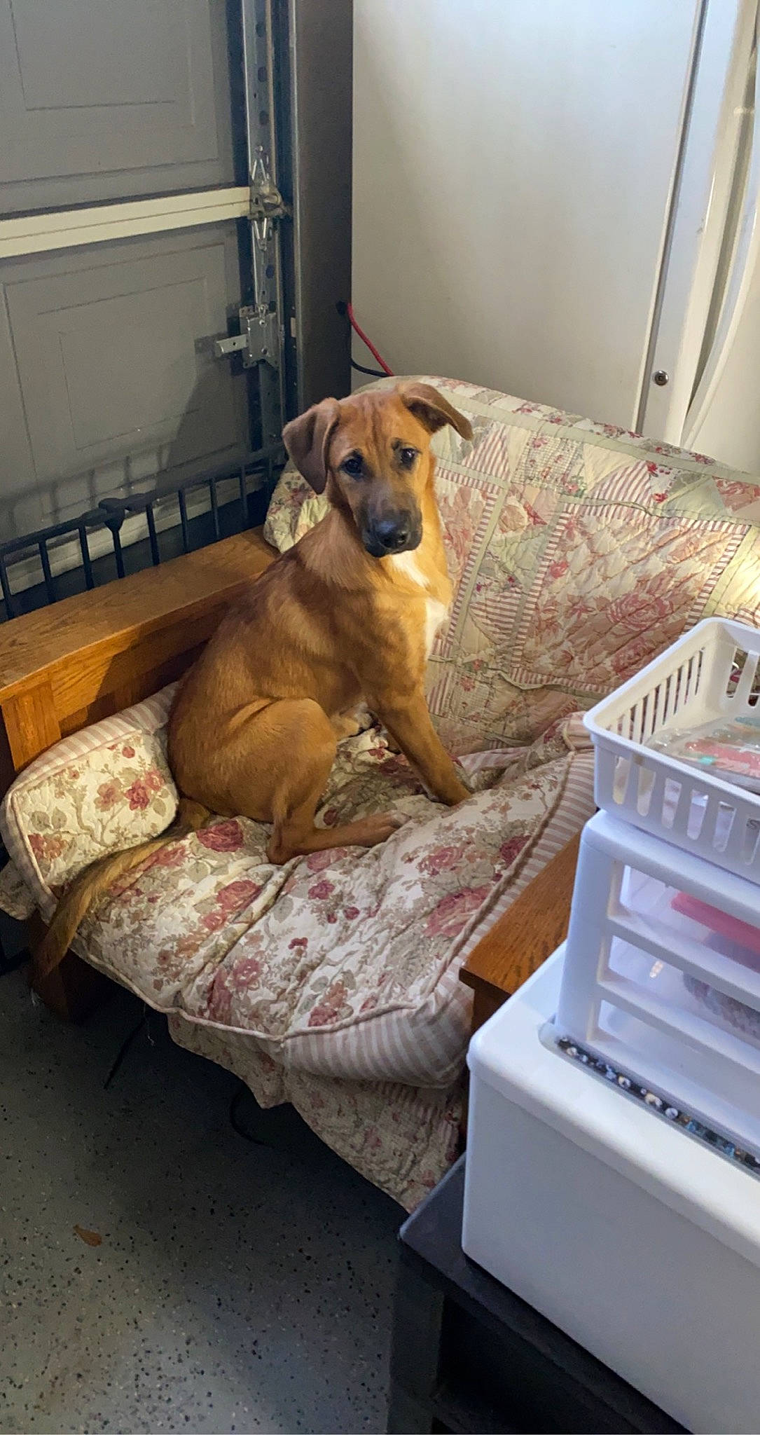 Pip Squeak is registered to the contest to win money with this photo: carnivore, chair, comfort, companion_dog, dog, dog_breed, dog_supply, drawer, fawn, floor, flooring, furniture, hardwood, hound, pet_supply, room, table, tail, wood, working_animal