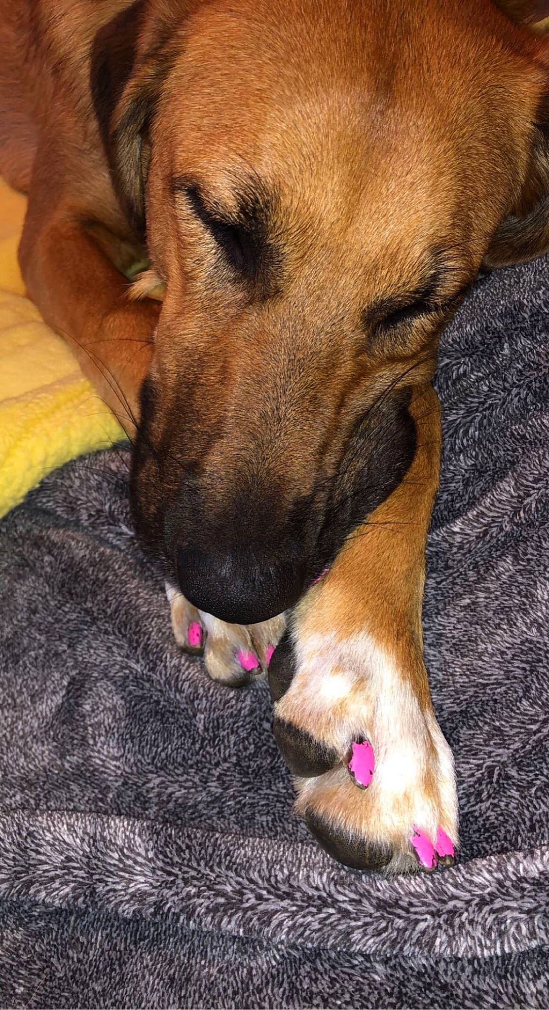 Pip Squeak joined the competition — help win amazing prizes! canidae, carnivore, collar, companion_dog, dog, dog_breed, dog_collar, dog_supply, foot, fur, great_dane, liver, non_sporting_group, paw, pet_supply, sporting_group, terrestrial_animal, whiskers, working_animal, working_dog