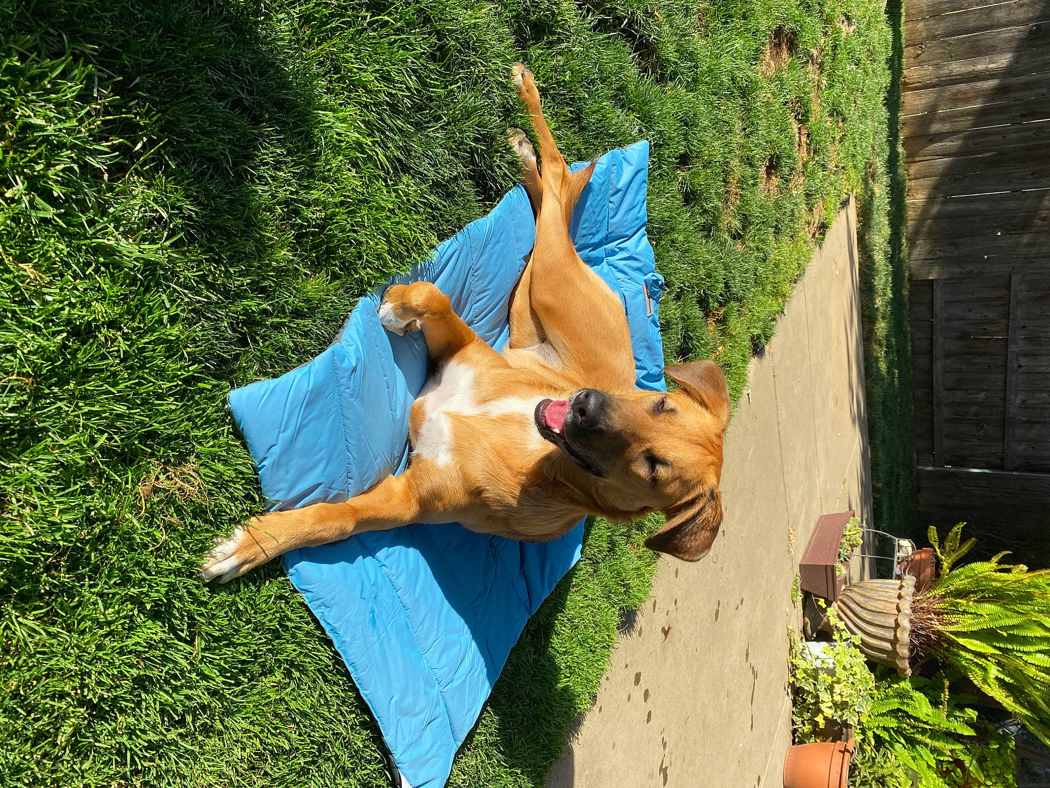 Pip Squeak joined the competition — help win amazing prizes! barefoot, dress, elbow, electric_blue, fun, garden, grass, happy, human_leg, leisure, people_in_nature, plant, recreation, shorts, sitting, sunglasses, t_shirt, thigh, tree, trunk