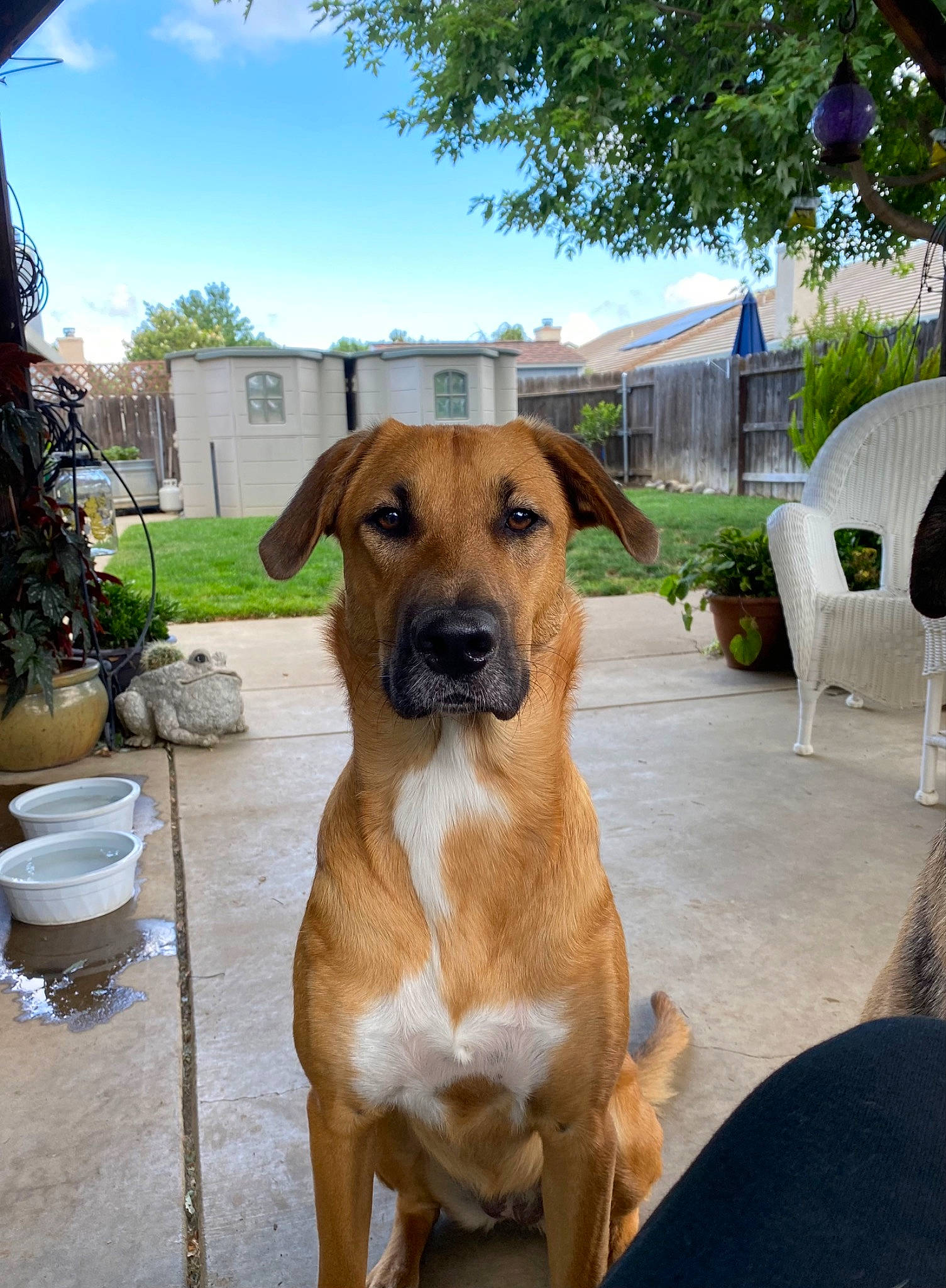 Pip Squeak is registered to the contest to win money with this photo: canidae, carnivore, cloud, collar, companion_dog, dog, dog_breed, dog_collar, dog_supply, fawn, flowerpot, pet_supply, plant, sky, snout, sporting_group, tree, whiskers, working_animal, working_dog