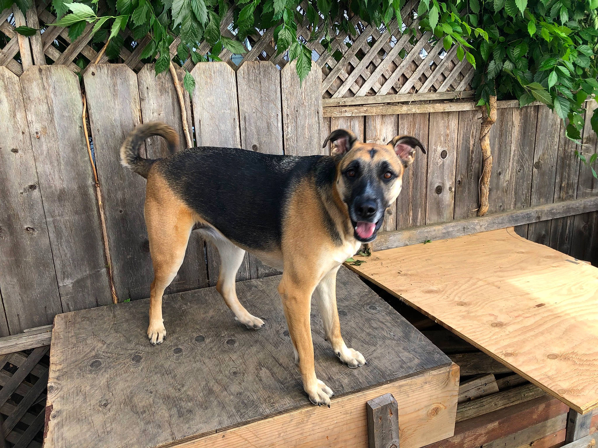 Kiwi joined the competition — help win amazing prizes! canidae, carnivore, companion_dog, dog, dog_breed, dog_supply, fawn, fence, flooring, german_shepherd_dog, home_fencing, pet_supply, plant, recreation, snout, sporting_group, tree, wood, working_animal, working_dog