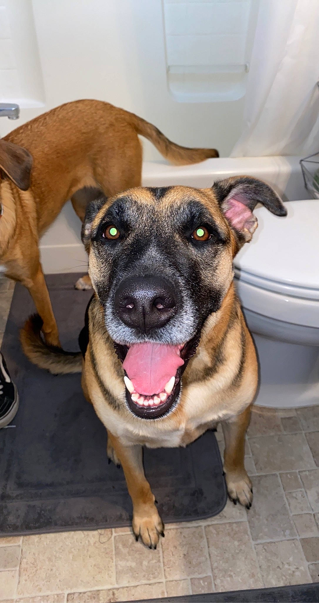 Kiwi joined the competition — help win amazing prizes! ancient_dog_breeds, canidae, carnivore, collar, companion_dog, dog, dog_breed, dog_collar, fawn, fur, guard_dog, hat, non_sporting_group, snout, sporting_group, whiskers, window, working_animal, working_dog, wrinkle