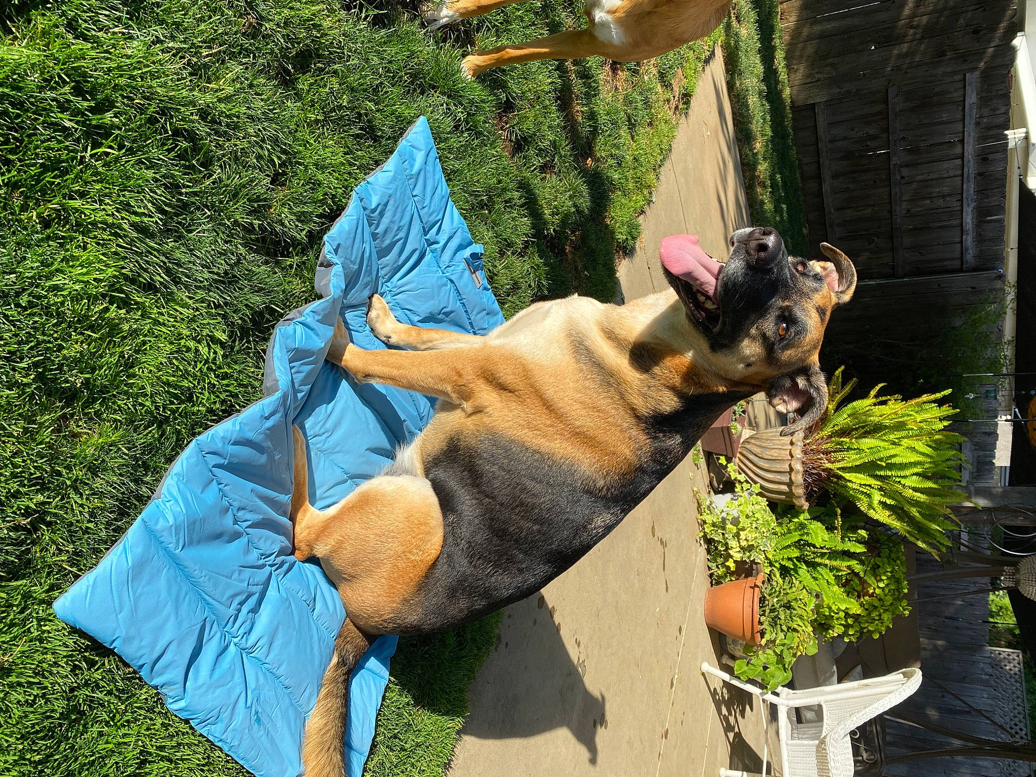 Kiwi is registered to the contest to win money with this photo: canidae, carnivore, collar, companion_dog, dog, dog_breed, dog_supply, electric_blue, fashion_accessory, fawn, felidae, flowerpot, grass, houseplant, plant, snout, sporting_group, tail, tree, working_animal