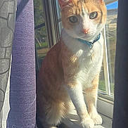 Latrell joined the competition — help win amazing prizes! cat, orange_cat, white_cat, collar, window, windowsill, curtain, purple_curtain, white_curtain, sunlight, indoor, pet, animal, feline, looking, sitting, closeup, daylight, glass_window, nature_outside