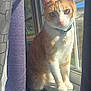 cat, orange_cat, white_cat, collar, window, windowsill, curtain, purple_curtain, white_curtain, sunlight, indoor, pet, animal, feline, looking, sitting, closeup, daylight, glass_window, nature_outside