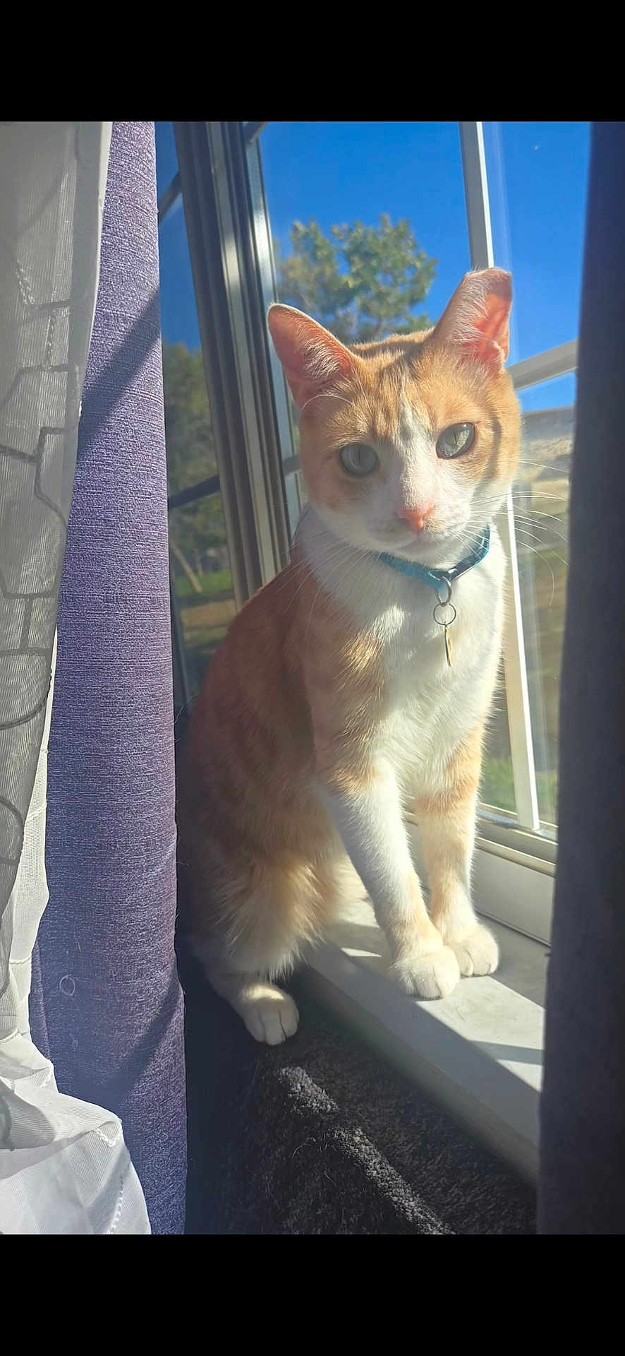 Latrell joined the competition — help win amazing prizes! cat, orange_cat, white_cat, collar, window, windowsill, curtain, purple_curtain, white_curtain, sunlight, indoor, pet, animal, feline, looking, sitting, closeup, daylight, glass_window, nature_outside