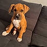 puppy, dog, brown_dog, white_paws, couch, indoor, pet, young_dog, seated, curious, phone_screenshot, video_player, gray_couch, home, animal, portrait, domestic_animal, companion, cute, pet_owner