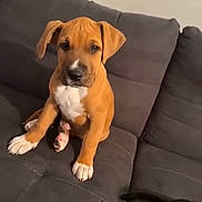 Djack a rejoint le concours — aidez-le/la à gagner de superbes lots ! puppy, dog, brown, white, couch, indoor, pet, animal, young, sitting, looking, playback_controls, video_screenshot, phone_screen, thumbnail, curious, gray, domestic, cute, companion