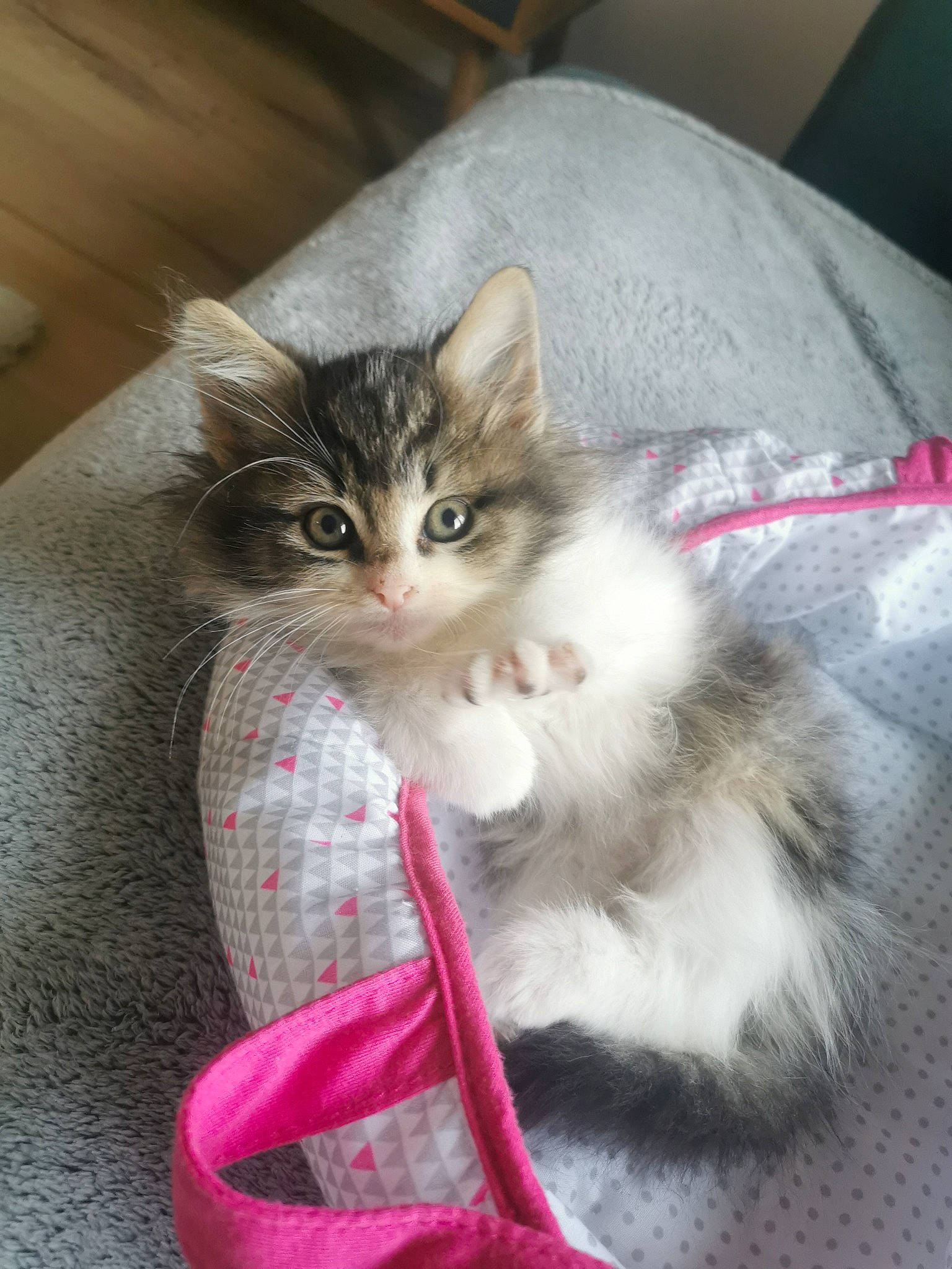 Simba participe au concours pour gagner de l'argent avec cette photo : carnivore, cat, cat_supply, claw, comfort, domestic_short_haired_cat, fawn, felidae, foot, fur, lap, paw, plant, sitting, small_to_medium_sized_cats, snout, tail, tree, whiskers, window