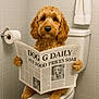 animal, bathroom, bathroom_accessory, brown_fur, canine, comedy, cute, dog, domestic_animal, funny, fur, news, newspaper, pet, reading, sitting, tile_wall, toilet, toilet_paper, towel