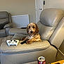 Teddy is registered to the contest to win money with this photo: beverage_can, carpet, cozy, dog, door, fur, furniture, gaming_controller, indoor, leather_chair, living_room, lotion, pet, radiator, relaxing, remote_control, snacks, sofa, table, wall
