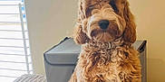 Teddy joined the competition — help win amazing prizes! animal, beige, blanket, blinds, brown, calm, companion, crate, curly_fur, cute, dog, domestic, furry, household, indoor, pet, portrait, resting, sitting, window