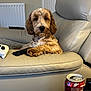 Teddy is registered to the contest to win money with this photo: beige, can, couch, curly_hair, dog, door, drink, electronics, fur, furniture, game_controller, indoor, leather, living_room, paw, pet, radiator, relaxing, remote_control, table