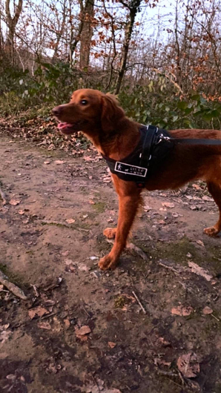 Joy participe au concours pour gagner de l'argent avec cette photo : canidae, carnivore, collar, dog, dog_breed, dog_collar, dog_supply, dog_walking, fawn, leash, liver, montenegrin_mountain_hound, pet_supply, plant, soil, sporting_group, tail, tree, working_animal, working_dog