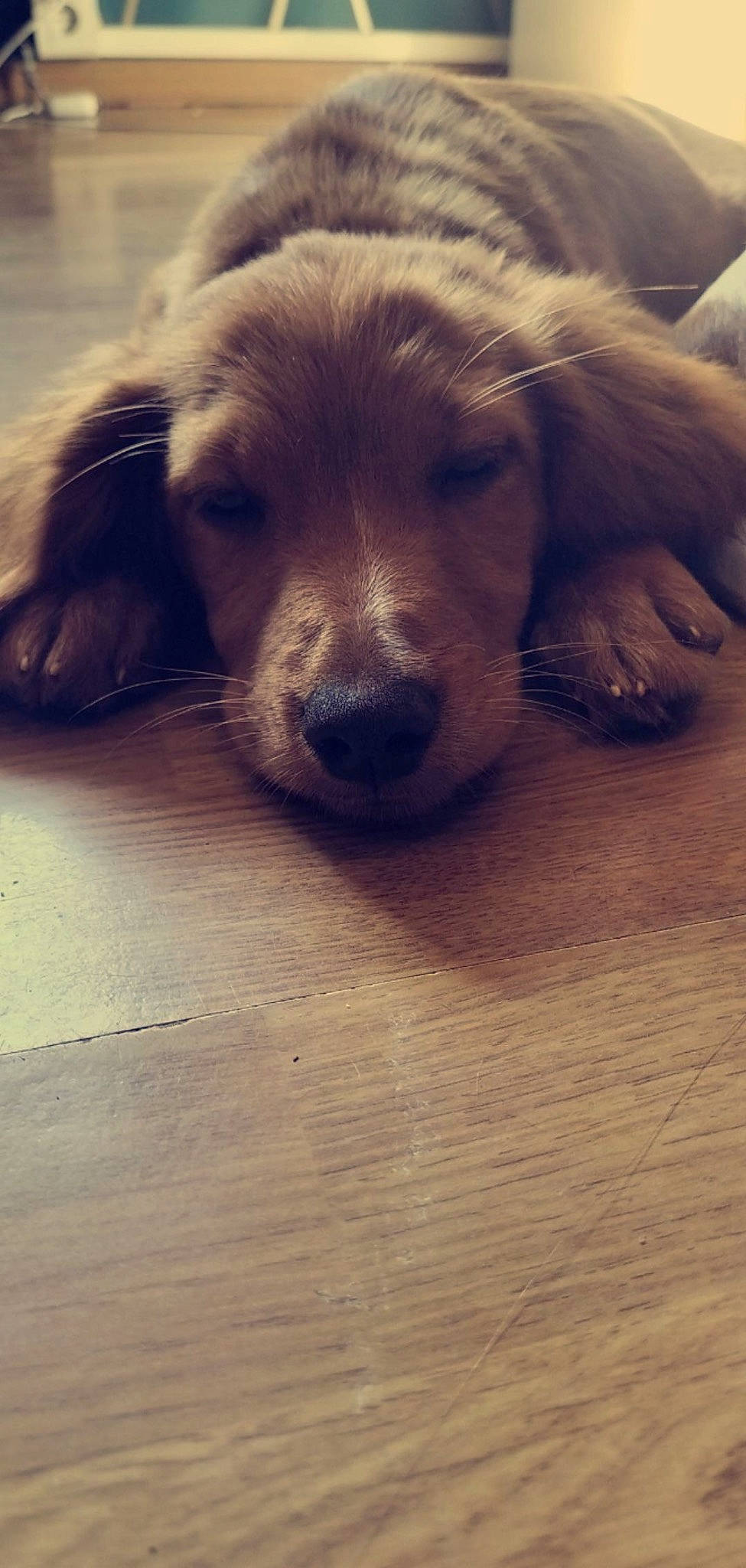 Joy participe au concours pour gagner de l'argent avec cette photo : canidae, carnivore, cloud, companion_dog, dog, dog_breed, fawn, floor, flooring, fur, hardwood, paw, plank, plant, retriever, snout, sporting_group, whiskers, wood, wood_stain