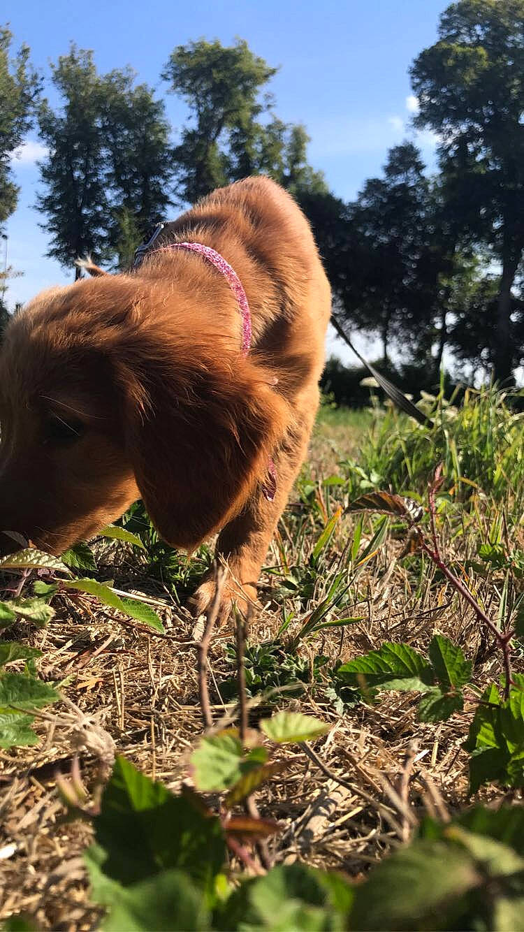 Joy participe au concours pour gagner de l'argent avec cette photo : canidae, carnivore, companion_dog, dog, dog_breed, fawn, fur, grass, gun_dog, liver, plant, retriever, sky, snout, soil, spaniel, sporting_group, tail, tree, working_animal