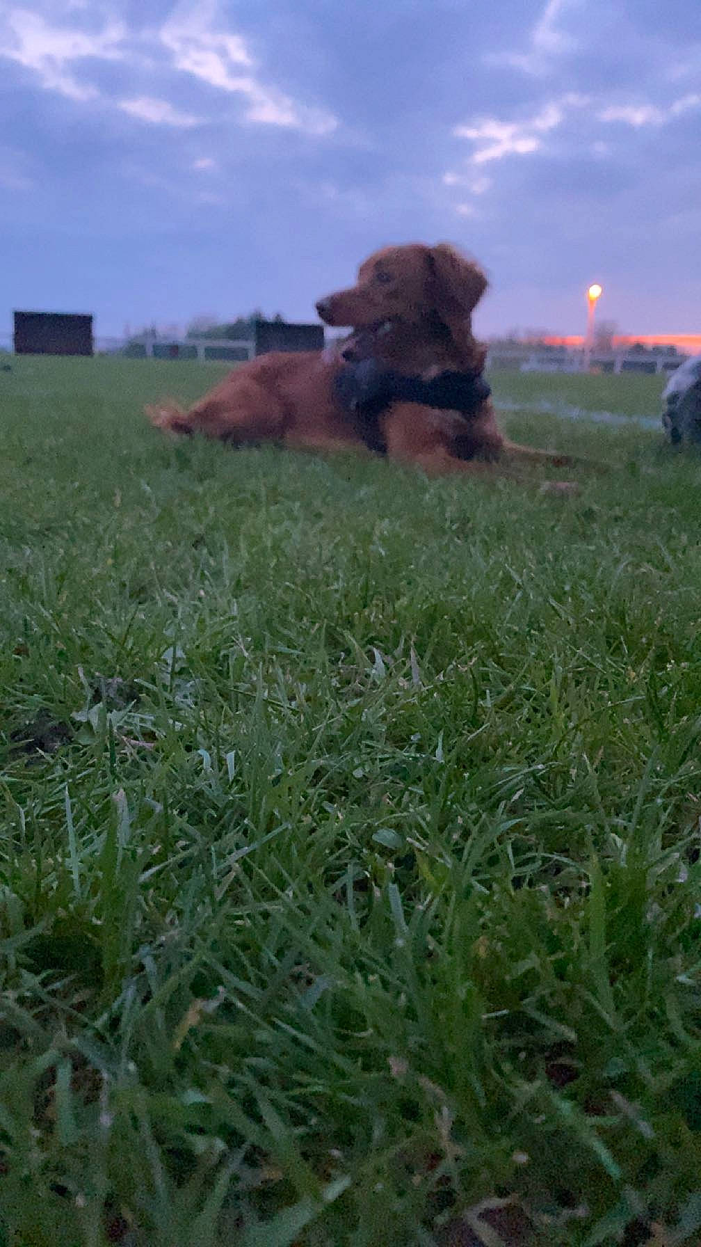 Joy participe au concours pour gagner de l'argent avec cette photo : agriculture, carnivore, cloud, companion_dog, dog, dog_breed, ecoregion, fawn, grass, grass_family, grassland, grazing, landscape, liver, meadow, natural_landscape, plant, sky, terrestrial_animal, working_animal