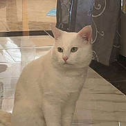 Snowy joined the competition — help win amazing prizes! cat, white_cat, indoor, floor, tile_floor, curtains, furniture, pet, animal, sitting, calm, looking_away, ears, whiskers, tail, domestic_cat, home, reflection, quiet, cozy