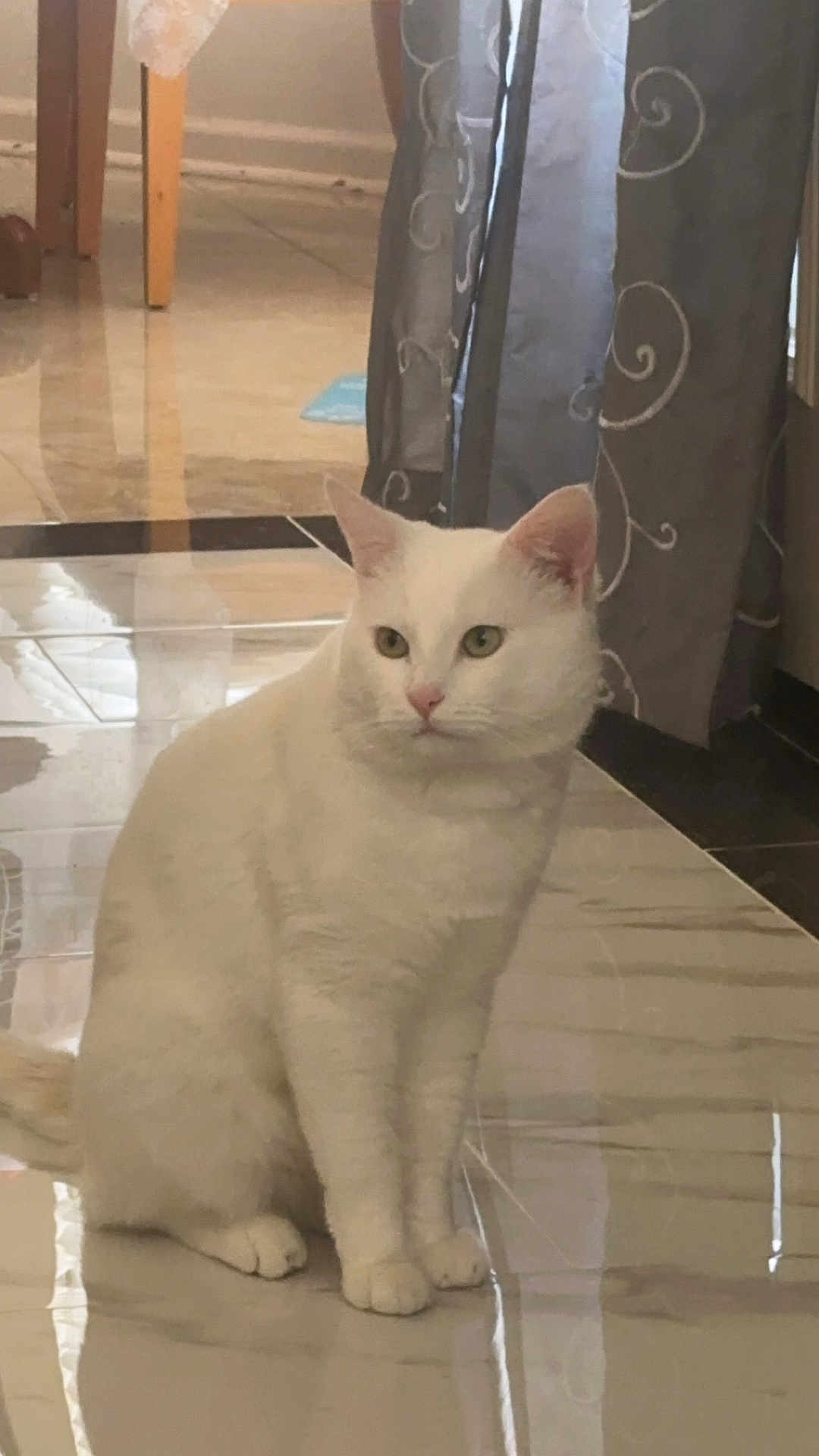 Snowy joined the competition — help win amazing prizes! cat, white_cat, indoor, floor, tile_floor, curtains, furniture, pet, animal, sitting, calm, looking_away, ears, whiskers, tail, domestic_cat, home, reflection, quiet, cozy