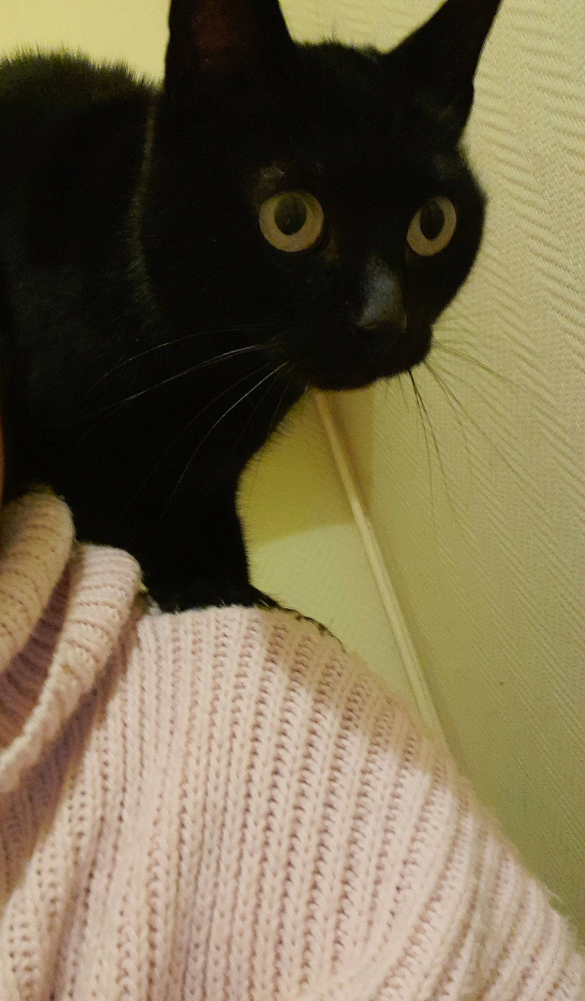 Hoshi participe au concours pour gagner de l'argent avec cette photo : black_cat, bombay, carnivore, cat, claw, comfort, domestic_short_haired_cat, eye, felidae, fur, paw, small_to_medium_sized_cats, snout, tail, terrestrial_animal, whiskers, wool, woolen, woven_fabric