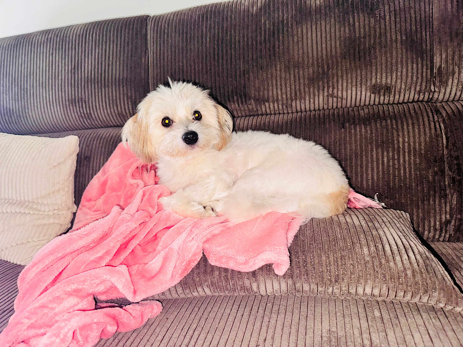 Simba participe au concours pour gagner de l'argent avec cette photo : animal, architecture, blanket, building, canine, couch, cushion, dog, eskimodog, furniture, homedecor, indoors, linen, livingroom, pet, poodle, puppy, room, terrier, whitedog