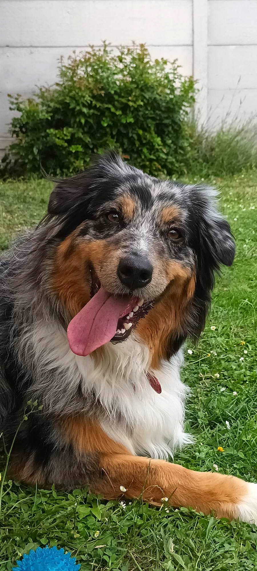 Opraline a rejoint le concours — aidez-le/la à gagner de superbes lots ! carnivore, companion_dog, dog, dog_breed, fur, grass, plant, snout, sporting_group, terrestrial_animal, whiskers, working_dog