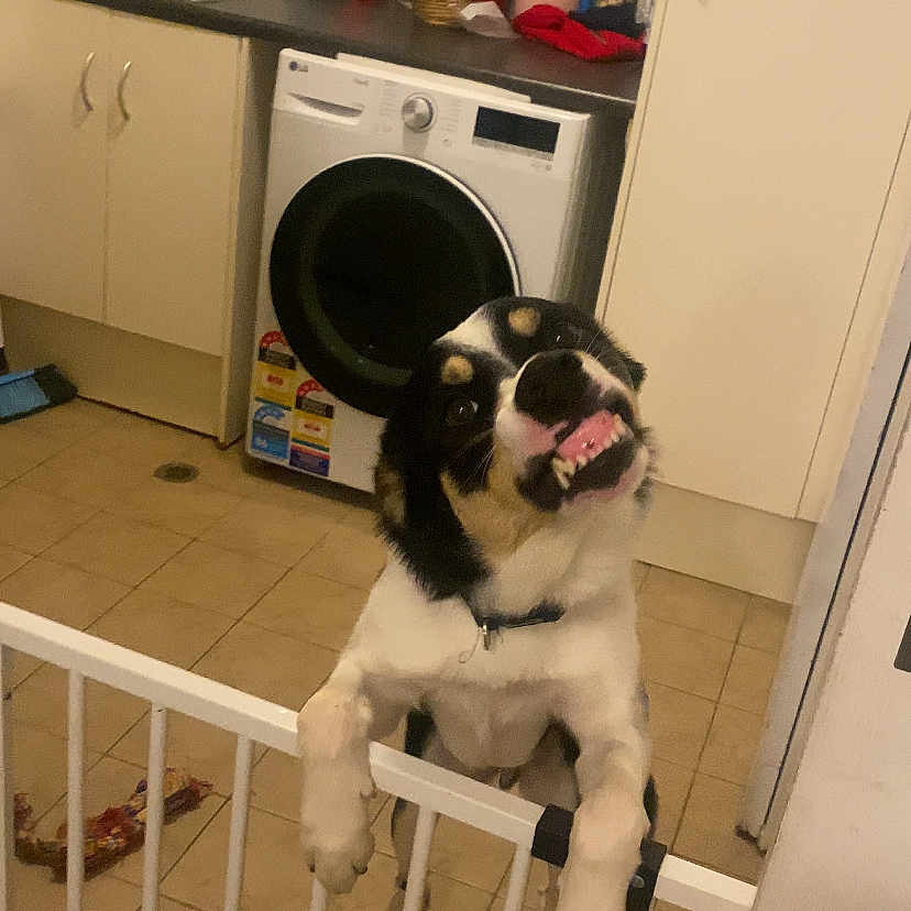 Milo is registered to the contest to win money with this photo: animal, appliance, bulldog, canine, device, dog, electricaldevice, frenchbulldog, handrail, hound, indoors, interiordesign, laundry, pet, plant, pointer, sink, sinkfaucet, washer, wood