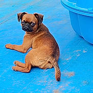 Abby participe au concours pour gagner de l'argent avec cette photo : alert, animal, blue_container, blue_surface, brown_dog, canine, companion, cute, dog, domestic_animal, ears, face, fur, looking_back, outdoor, pet, relaxed, resting, small_dog, tail