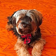 Nuggie is registered to the contest to win money with this photo: dog, pet, indoor, wood_floor, fur, small_dog, bow, red_bow, cute, animal, domestic_animal, lying_down, fluffy, brown_fur, black_fur, portrait, companion, friendly, canine, house
